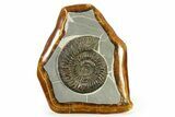 Ammonite (Speetoniceras) Fossil in Decorative Simbircite Display #317659-1